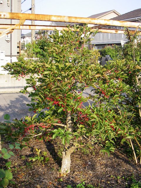 マユミ 樹形 ガーデニング 庭作り 芝生 樹木 砂利販売なら庭園アドバイザーの当社へ 名古屋 知多 半田
