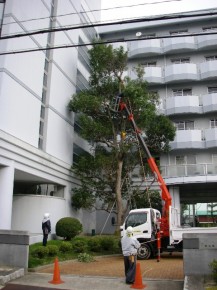 作業中　クスノキ　強剪定