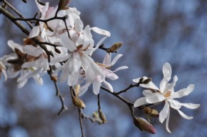 開花時のコブシ　別樹木