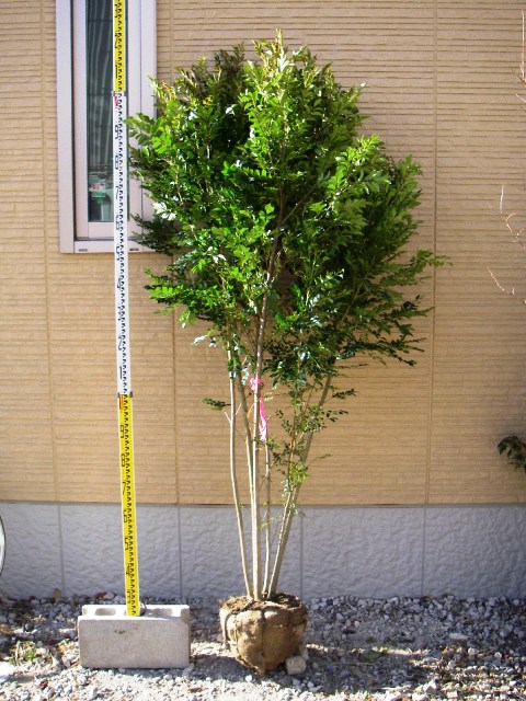 人気のシンボルツリーです ガーデニング 庭作り 芝生 樹木 砂利販売なら庭園アドバイザーの当社へ 名古屋 知多 半田