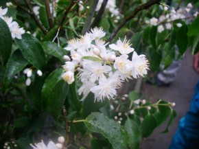 ハイノキ 花 ハイノキの花 人気が出てきました。