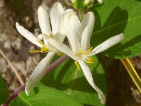 ヒョウタンボク　白花