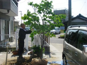 移植に剪定は必要です。