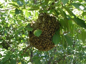 ミツバチの巣　すごい数のハチです。　　　　
