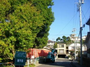 道路にはみ出した樹木を剪定します。