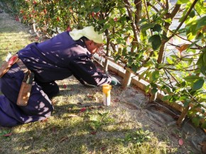 根元に殺虫剤を散布 食害を受けた幹の穴に殺虫剤を直接散布