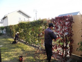 伐採・消毒 作業中 伐採・消毒作業