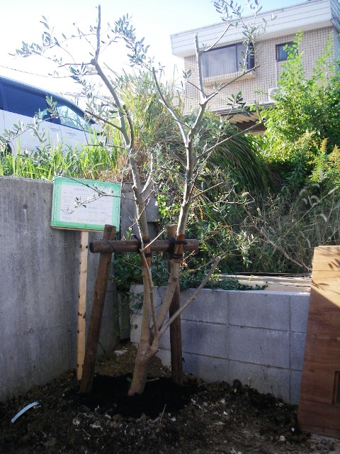駐車場 作成準備とオリーブ移植をしました ガーデニング 庭作り 芝生 樹木 砂利販売なら庭園アドバイザーの当社へ 名古屋 知多 半田