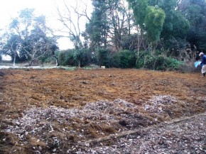 耕起した後、バーク堆肥を散布しました。