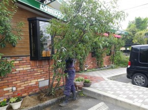 損傷樹木撤去　作業中