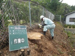 切株に薬を塗って発芽を防いでいます。