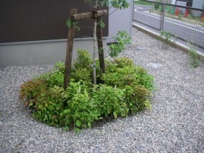 根元にオタフクナンテンを植栽しています。