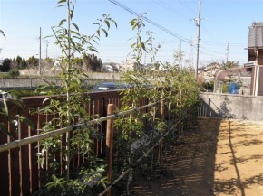 生垣はシラカシを植えました。　支柱は布掛支柱です。