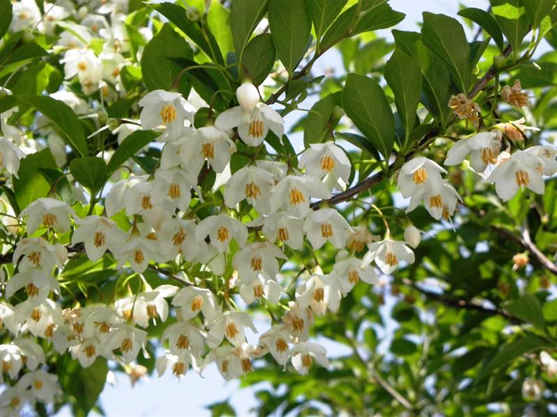 5月の花 実 ガーデニング 庭作り 芝生 樹木 砂利販売なら庭園アドバイザーの当社へ 名古屋 知多 半田