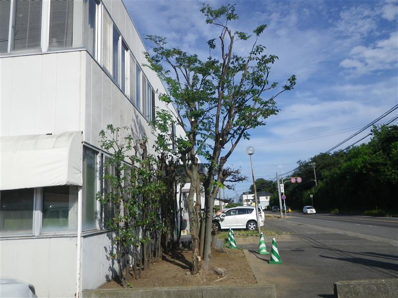 ケヤキ アラカシ 剪定完了 ガーデニング 庭作り 芝生 樹木 砂利販売なら庭園アドバイザーの当社へ 名古屋 知多 半田