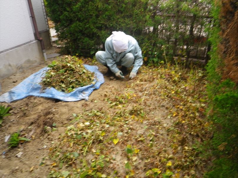 除草 剤 どくだみ