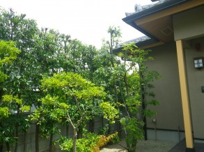 シラカシ ガーデニング 庭作り 芝生 樹木 砂利販売なら庭園アドバイザーの当社へ 名古屋 知多 半田