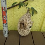 今年の最大級の蜂の巣です