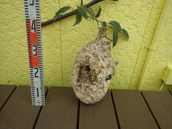 今年の最大級の蜂の巣です