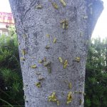 イラガの大発生です。