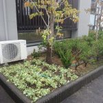 室外機前　地被植物を植栽しました。